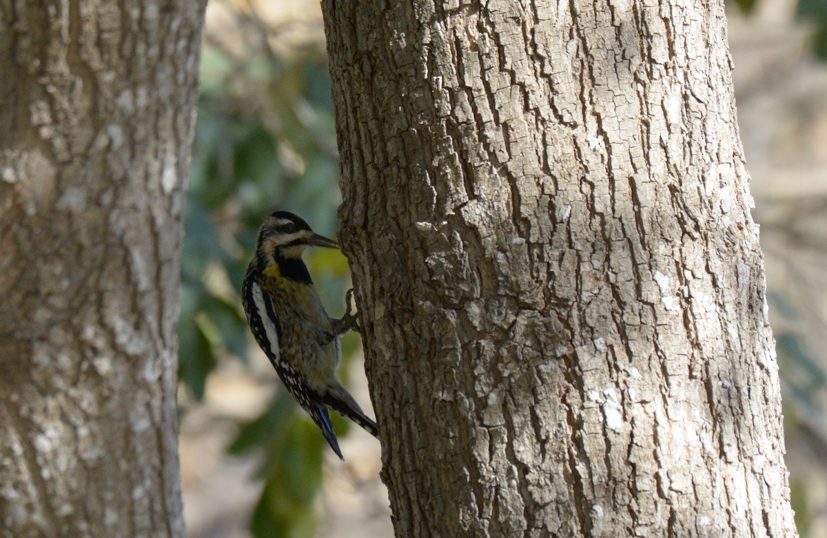 Yellow-bellied Sapsucker - ML214347951