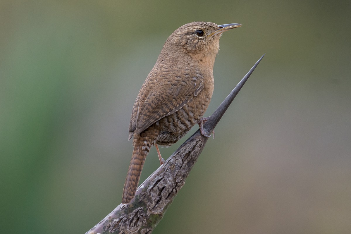 Northern House Wren - Juan Miguel Artigas Azas