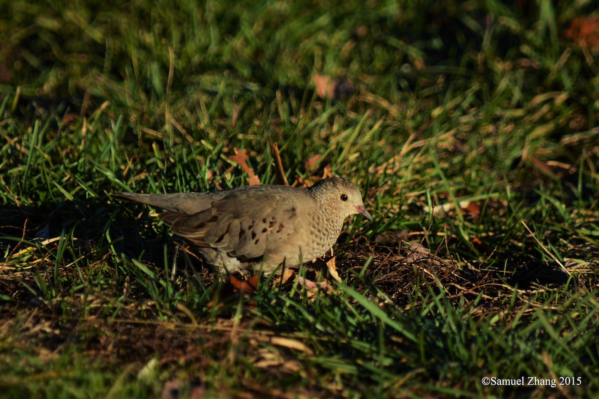 Common Ground Dove - Sam Zhang