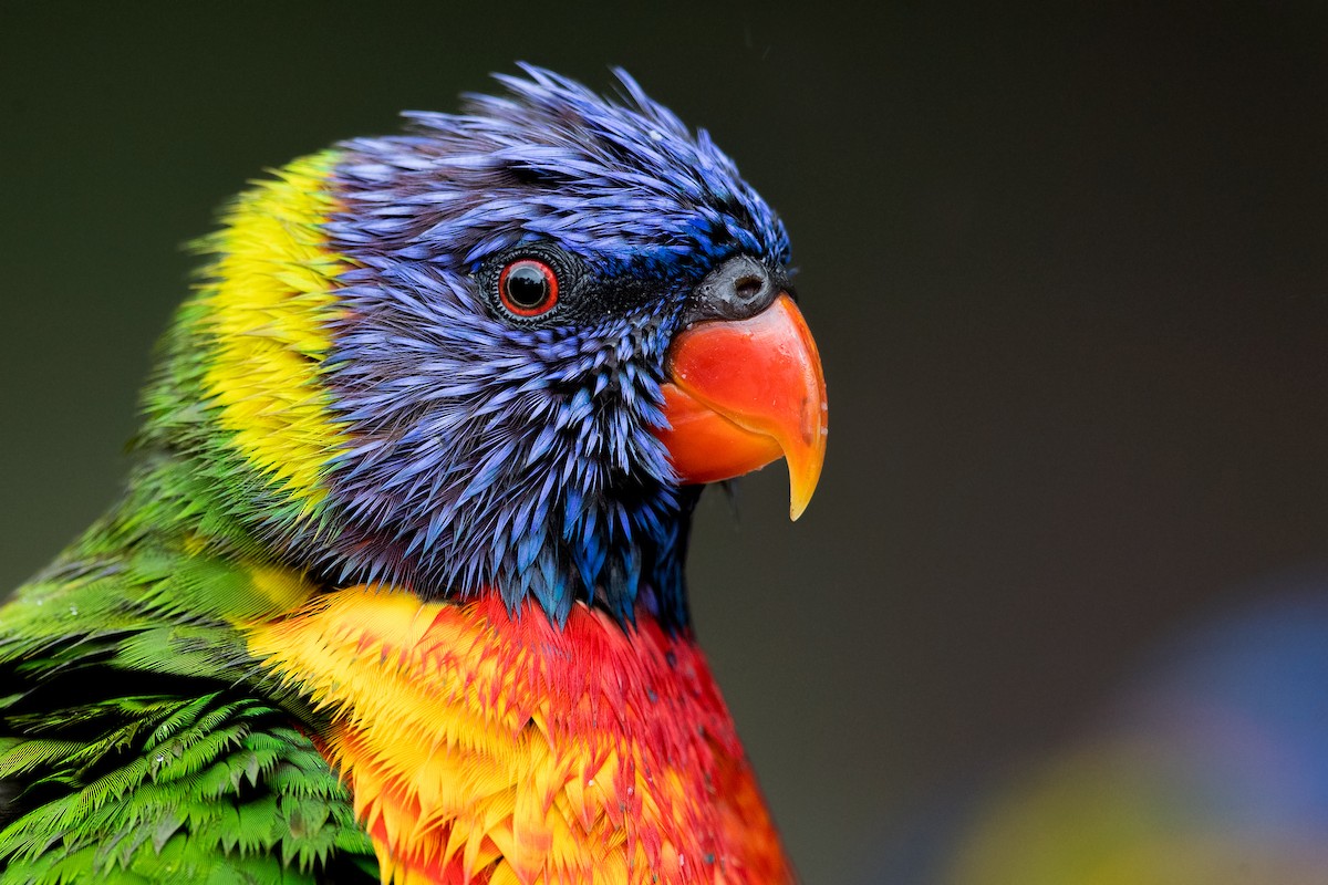 Rainbow Lorikeet - David Irving