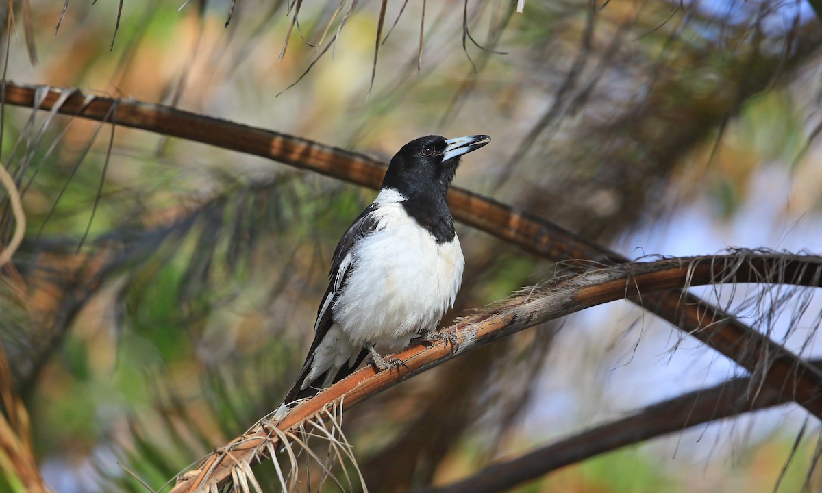 Pied Butcherbird - ML214356421