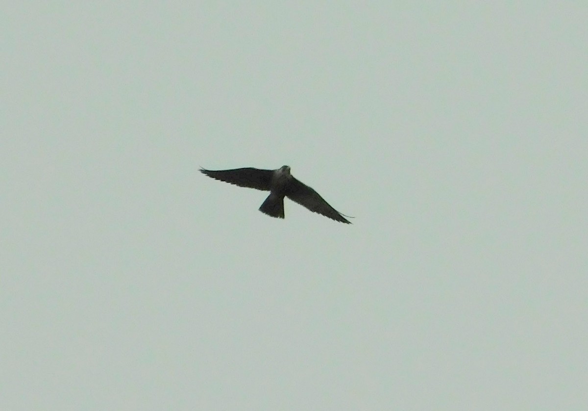 Faucon pèlerin - ML214361571