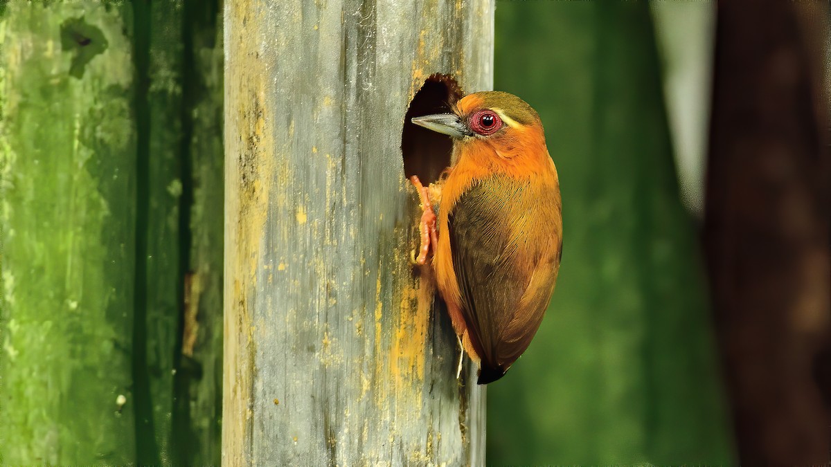 White-browed Piculet - ML214364161