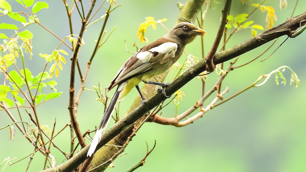 White-winged Magpie - xiwen CHEN