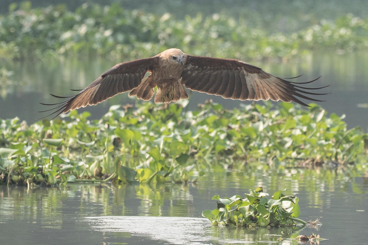 Brahminy Kite - Eric VanderWerf