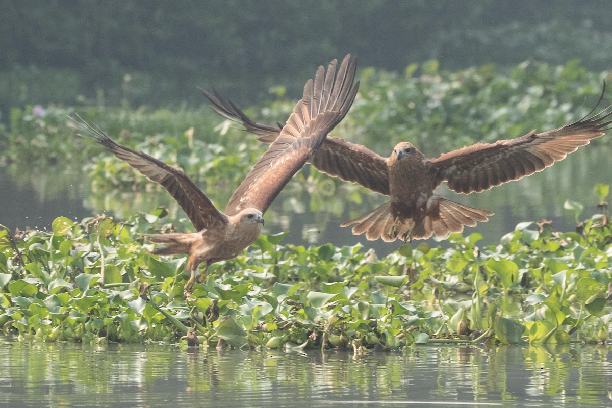 Brahminy Kite - ML214365021