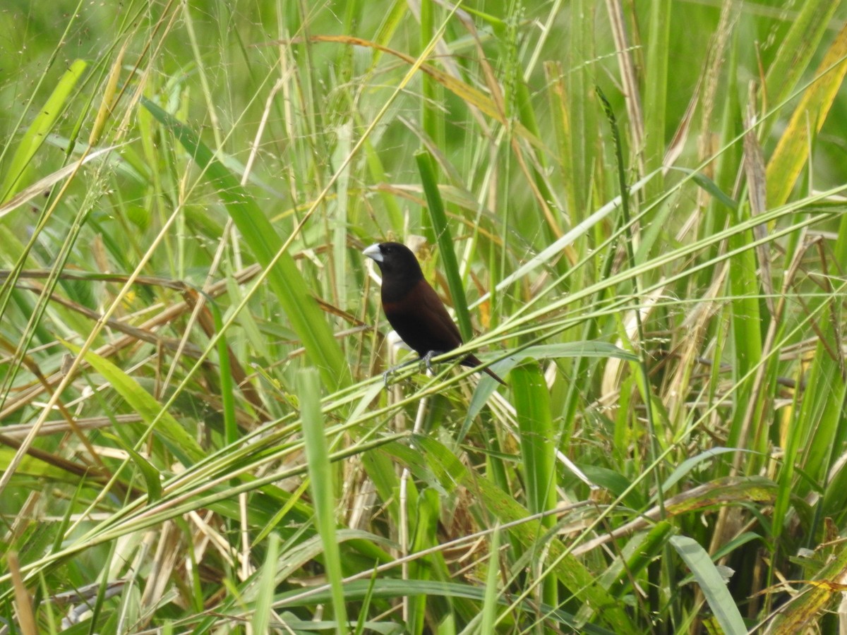 Chestnut Munia - ML214366491