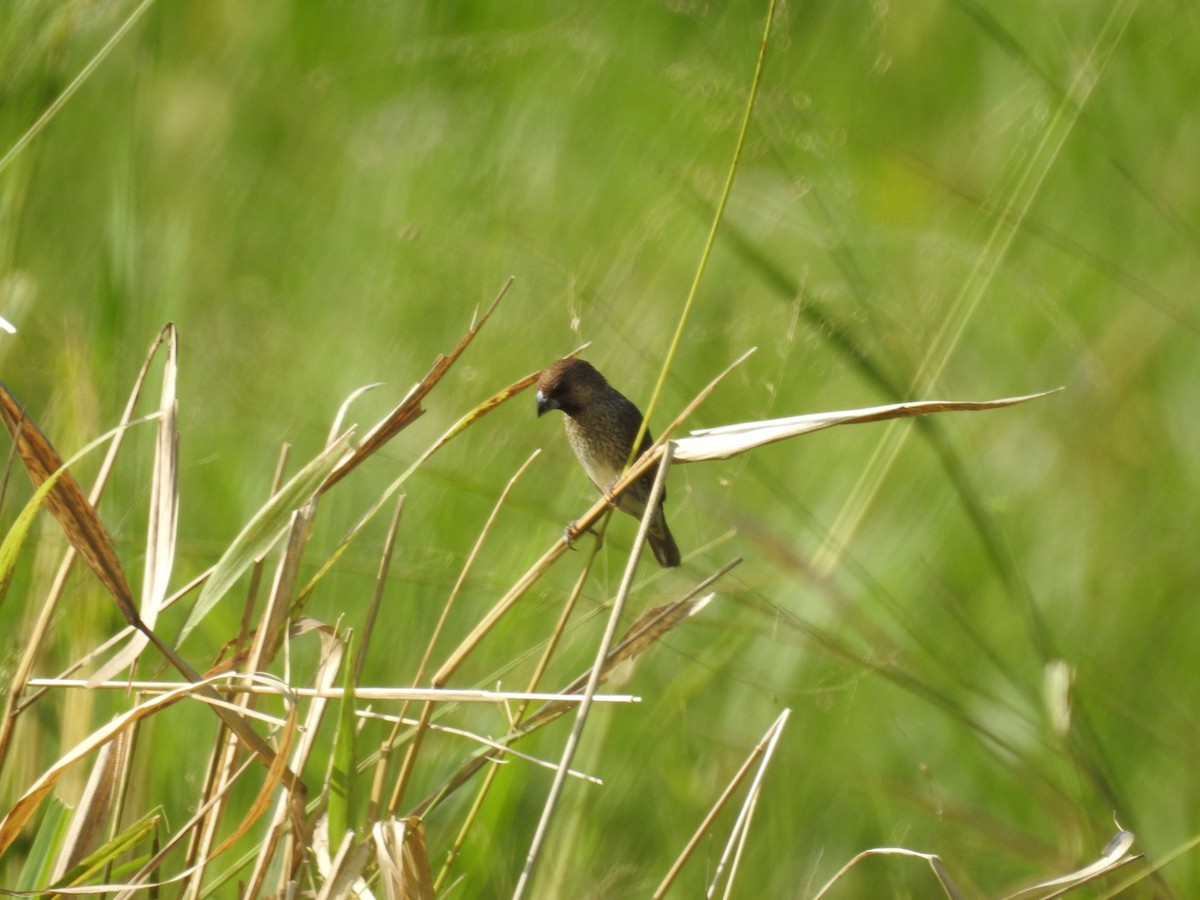 Chestnut Munia - ML214366521