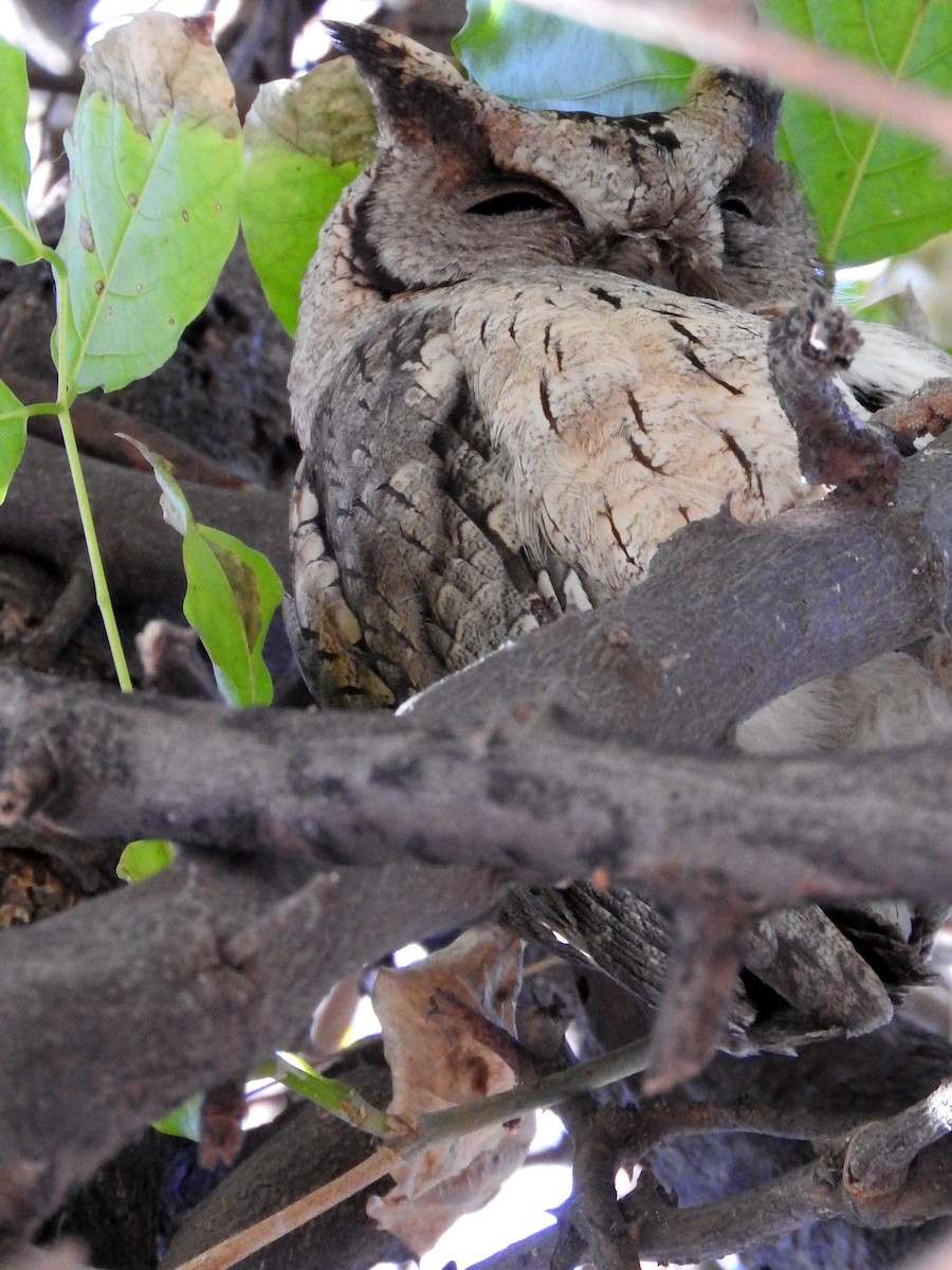 Indian Scops-Owl - Diane Thomas