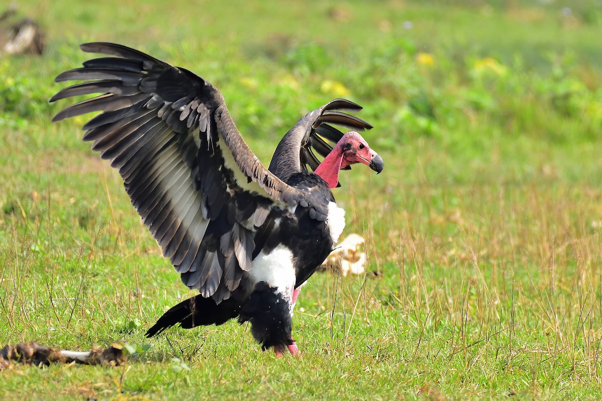 Red-headed Vulture - xiwen CHEN