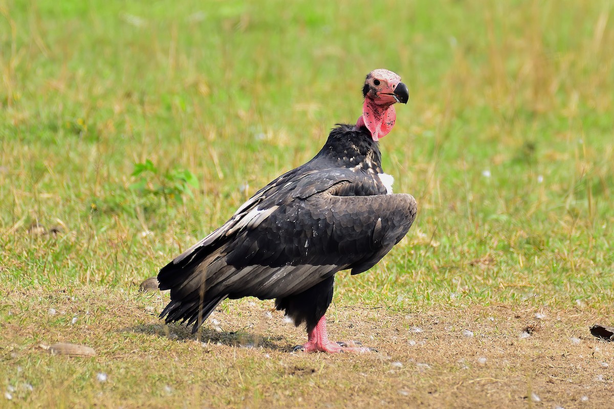 Red-headed Vulture - xiwen CHEN