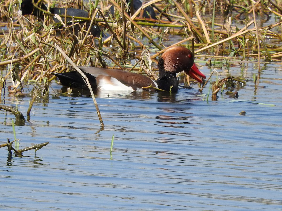 アカハシハジロ - ML214369121