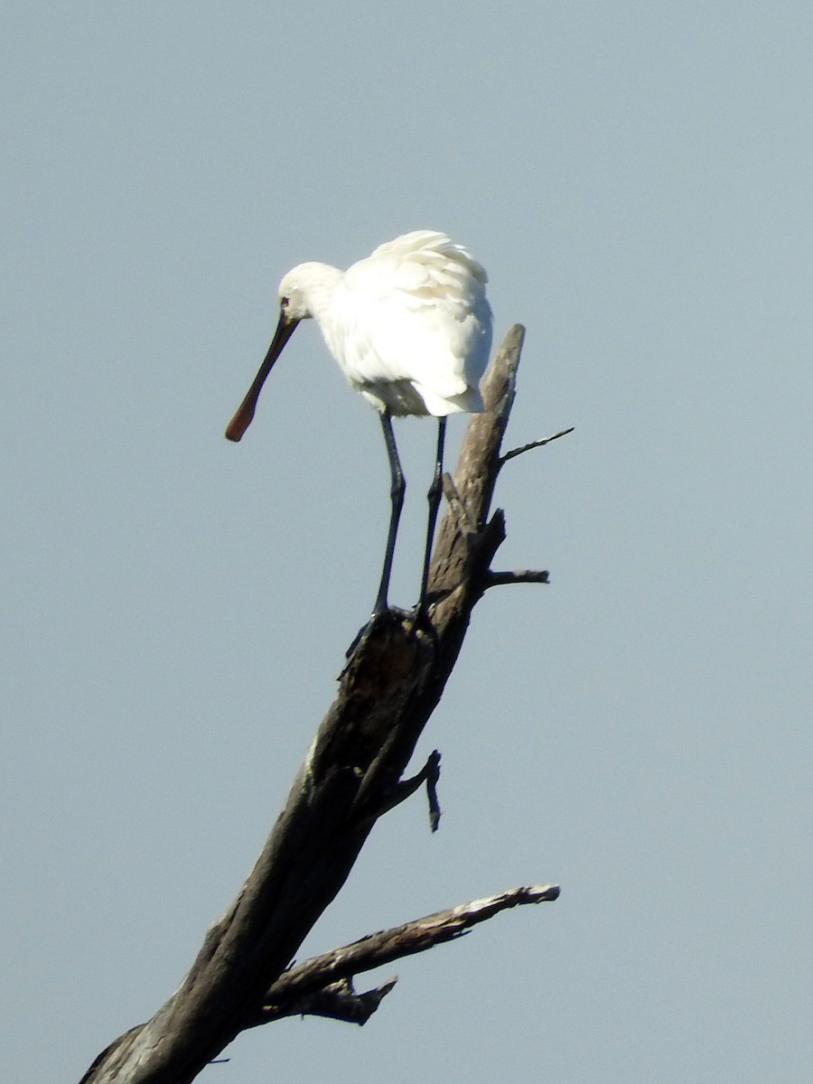 Eurasian Spoonbill - Diane Thomas