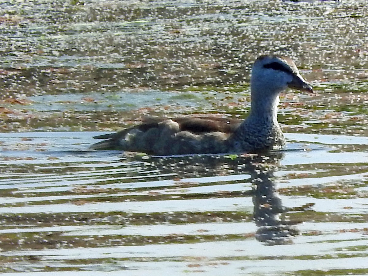 Cotton Pygmy-Goose - Diane Thomas