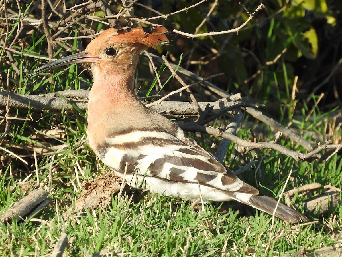 Eurasian Hoopoe - Diane Thomas