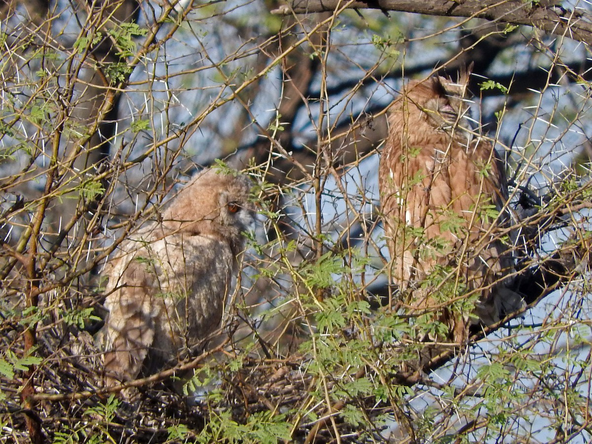 Dusky Eagle-Owl - Diane Thomas