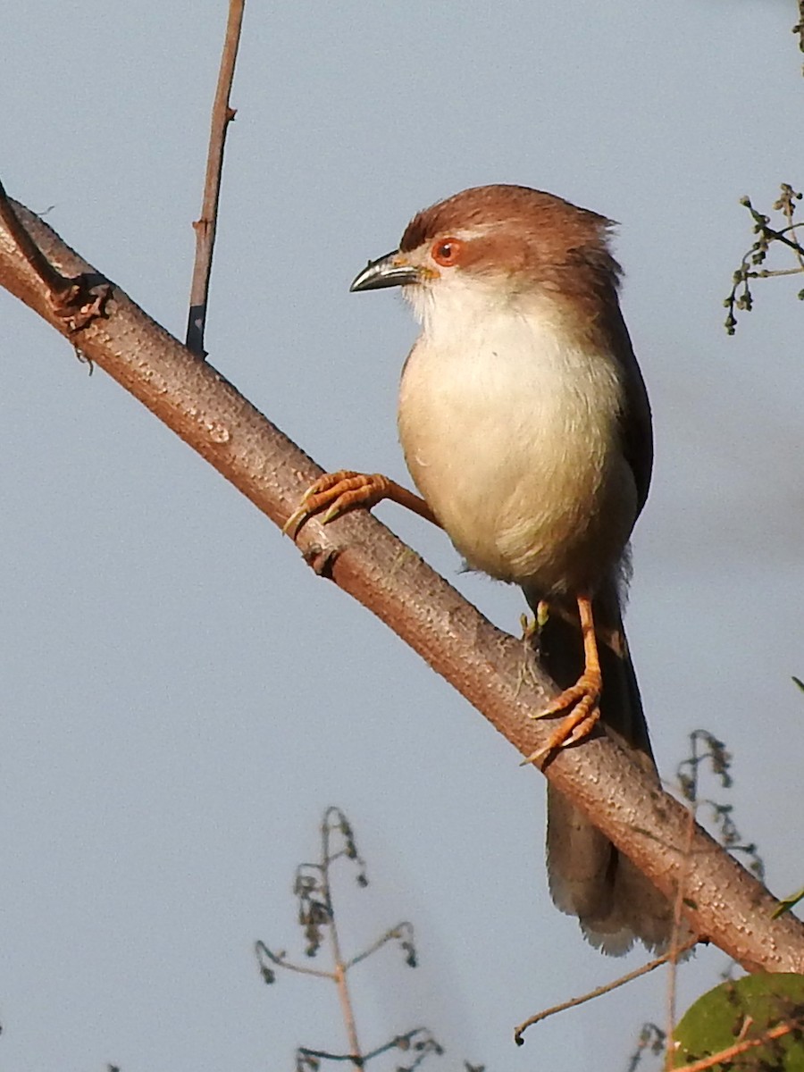 Yellow-eyed Babbler - Diane Thomas