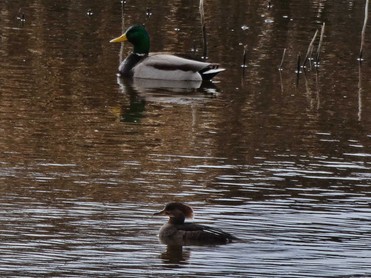 Hooded Merganser - ML214370471