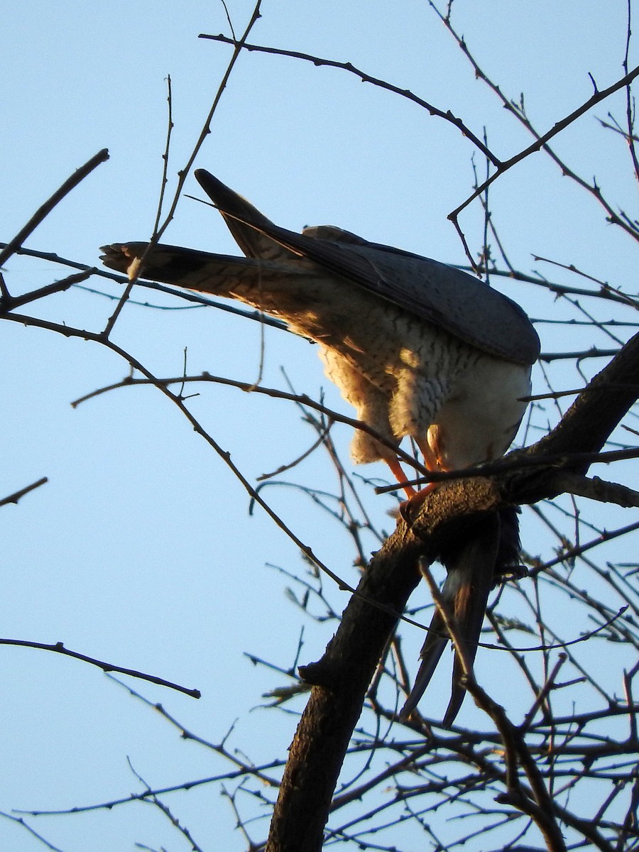 Red-necked Falcon - Diane Thomas