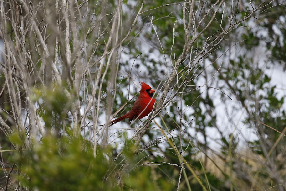 Northern Cardinal - ML214375071