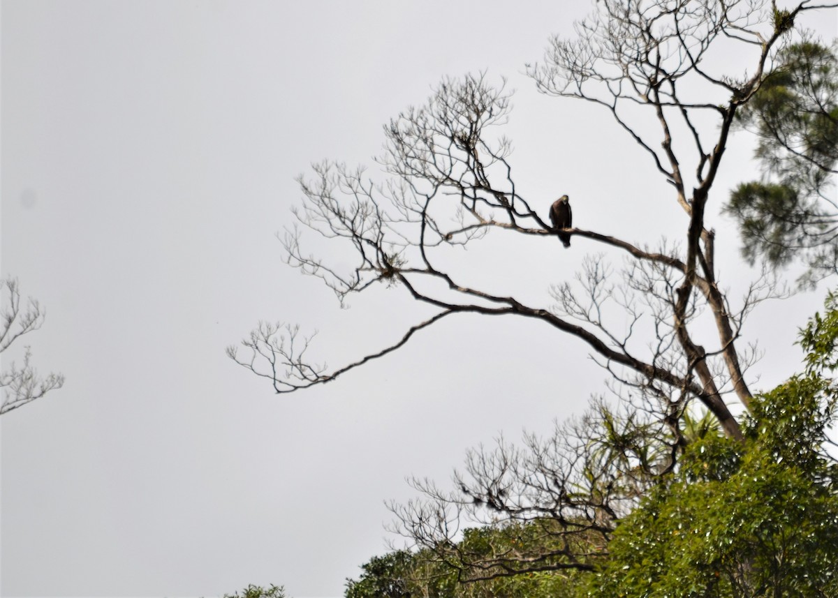 Philippine Serpent-Eagle - ML214376231