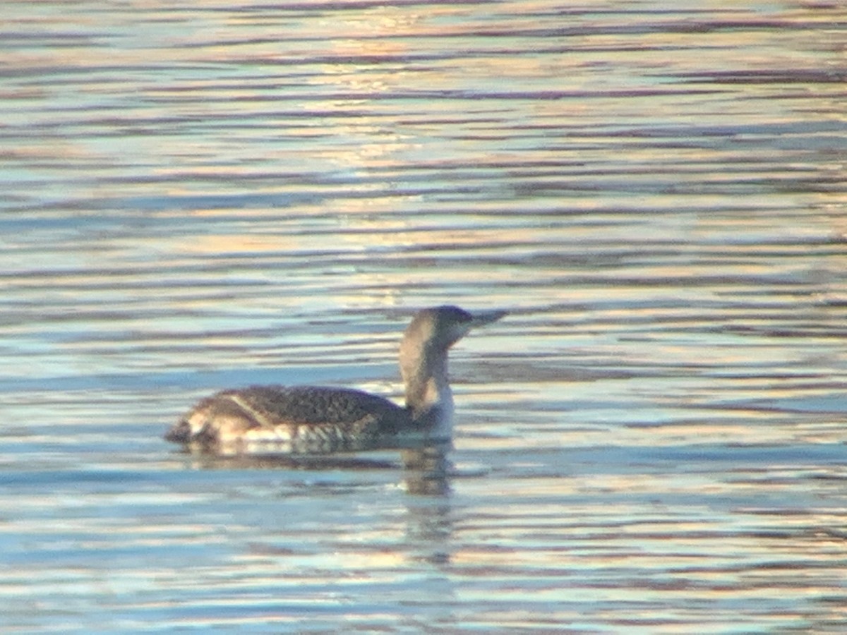 Red-throated Loon - ML214376591