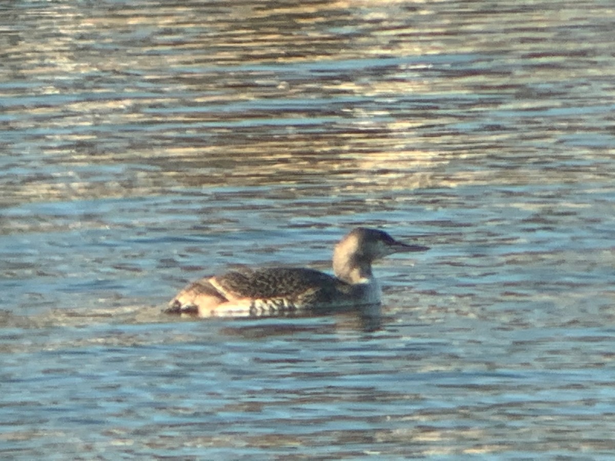 Red-throated Loon - David Bernstein