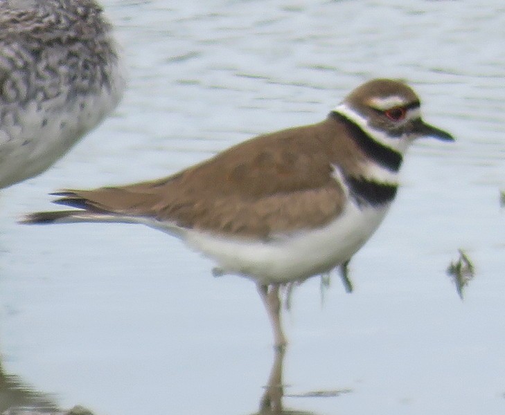 Killdeer - ML214378051