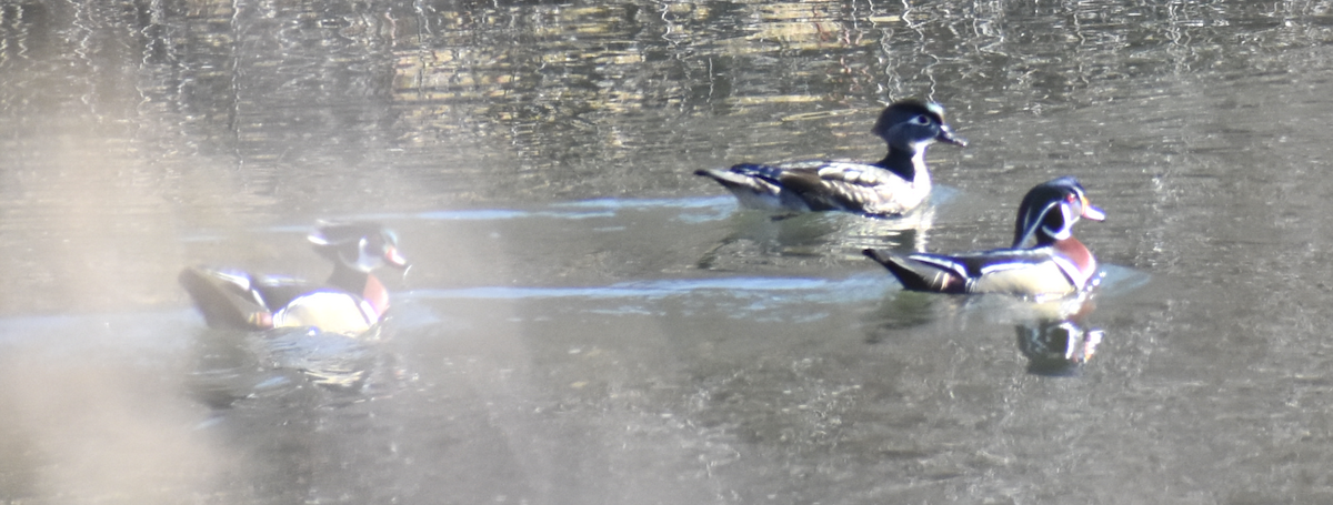 Wood Duck - Trish Berube