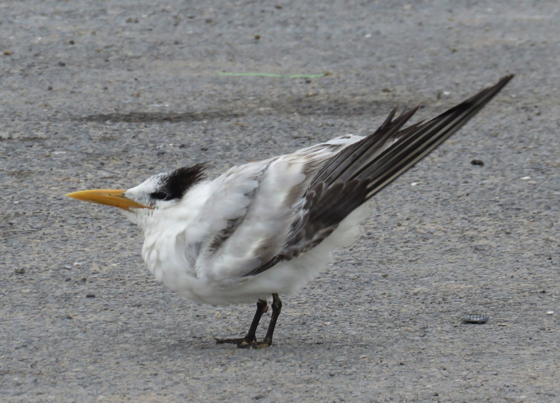 Royal Tern - George and Teresa Baker