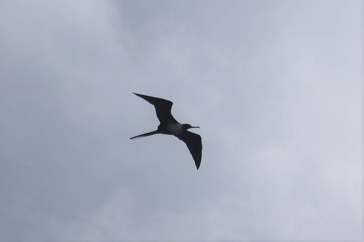 Lesser Frigatebird - Isaac Clarey