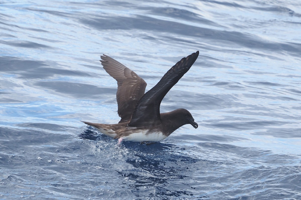 Tahiti Petrel - Isaac Clarey