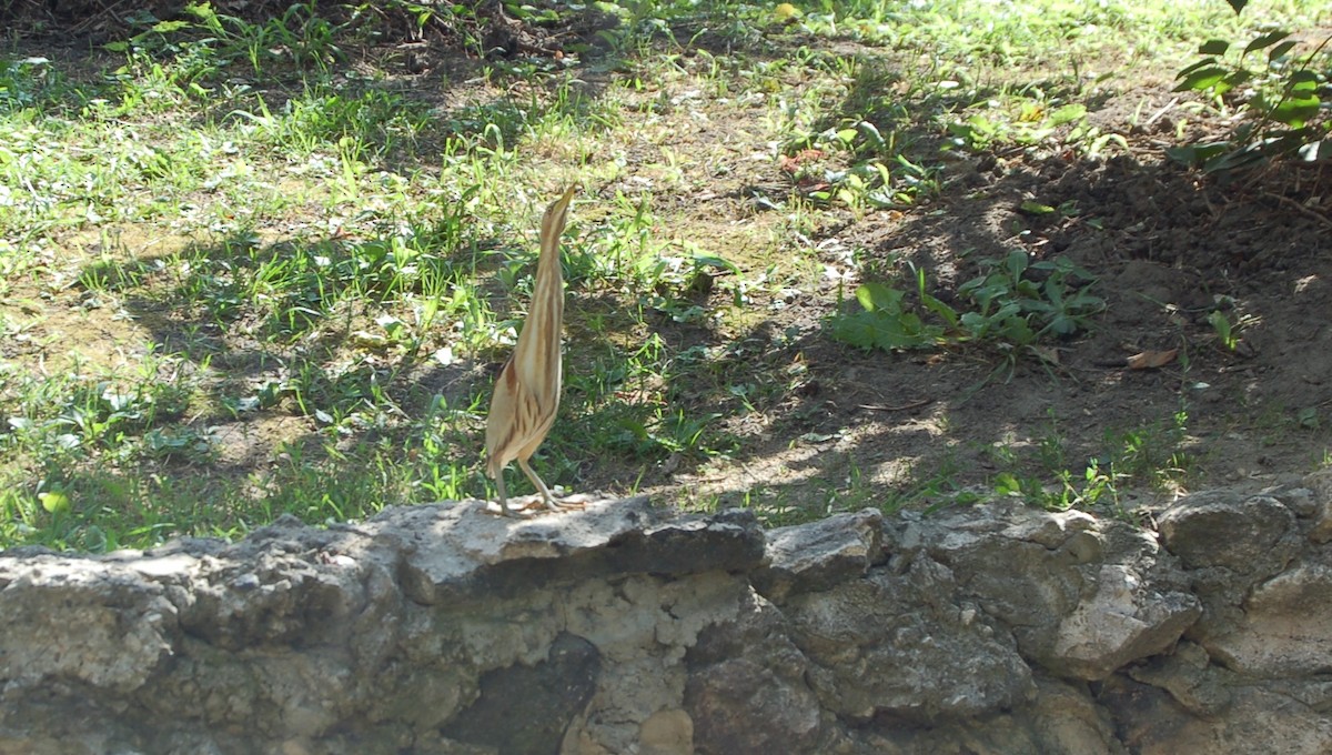 Little Bittern - ML214381671