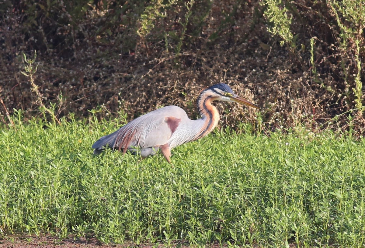 Purple Heron - ML214382351