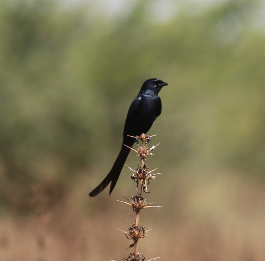 Drongo royal - ML214382671