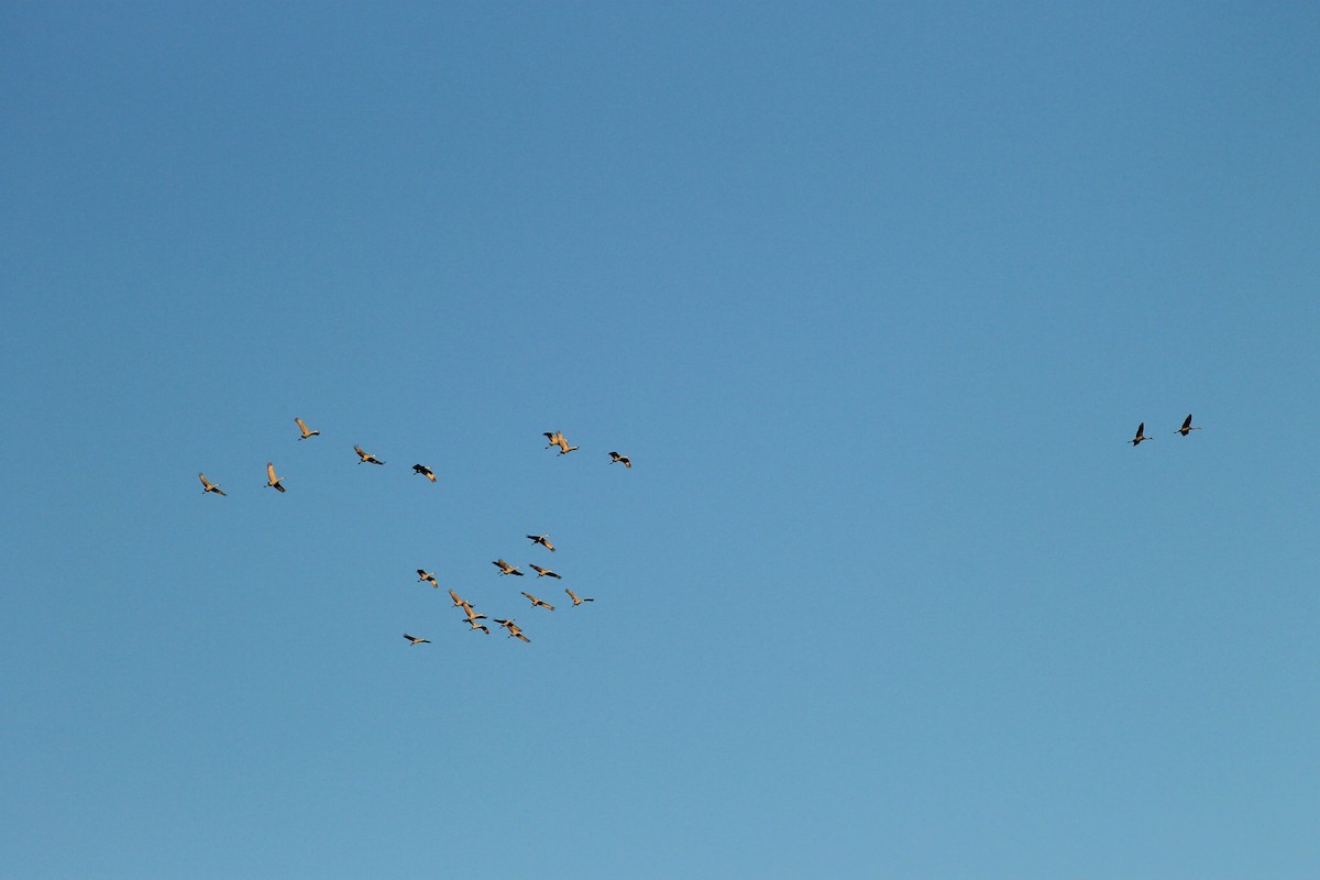 Sandhill Crane - ML21438271