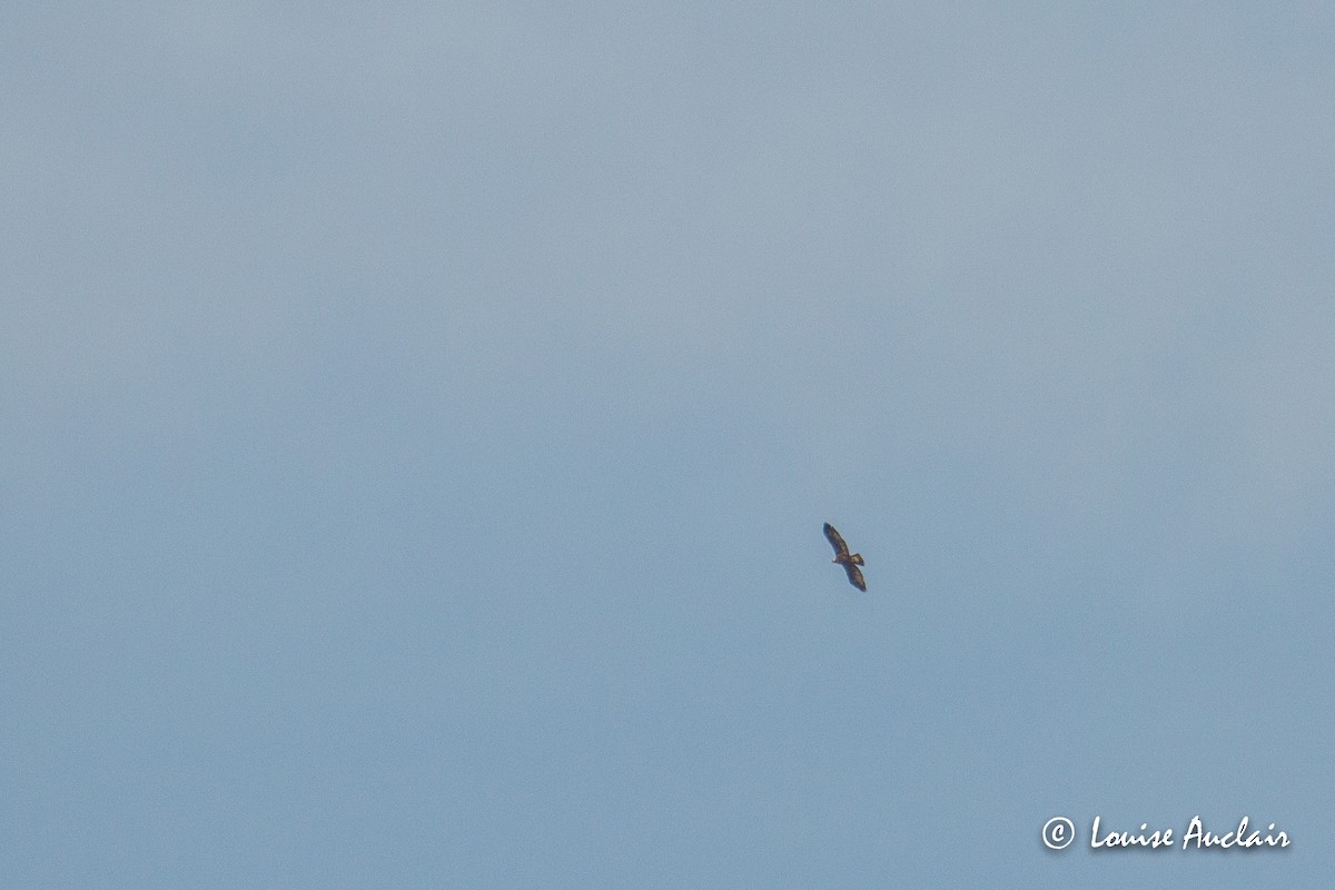 Águila Real - ML214382841