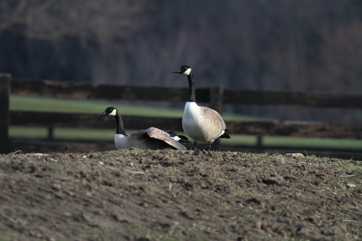 Canada Goose - Brad Walker