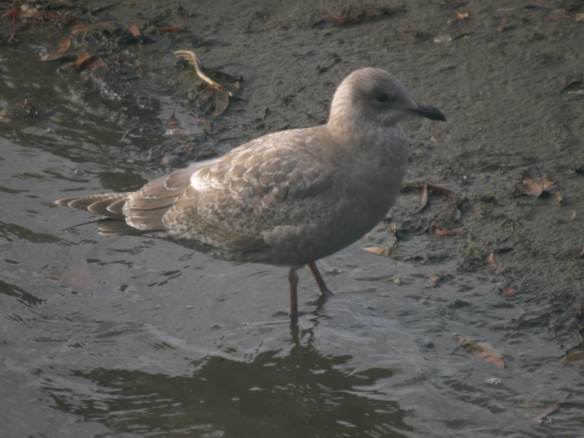 Gaviota Groenlandesa (thayeri) - ML21438771