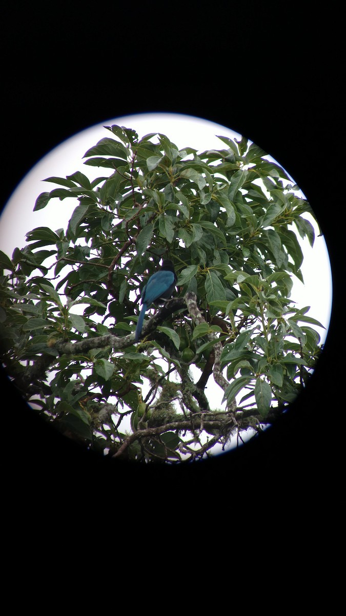 Bushy-crested Jay - ML214388091