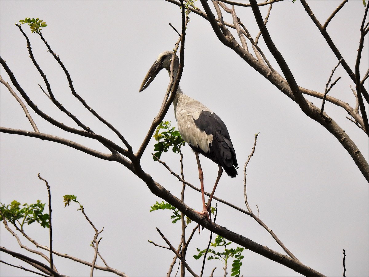 Asian Openbill - Tuck Hong Tang