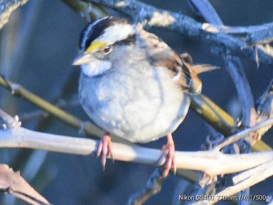 White-throated Sparrow - ML214391001