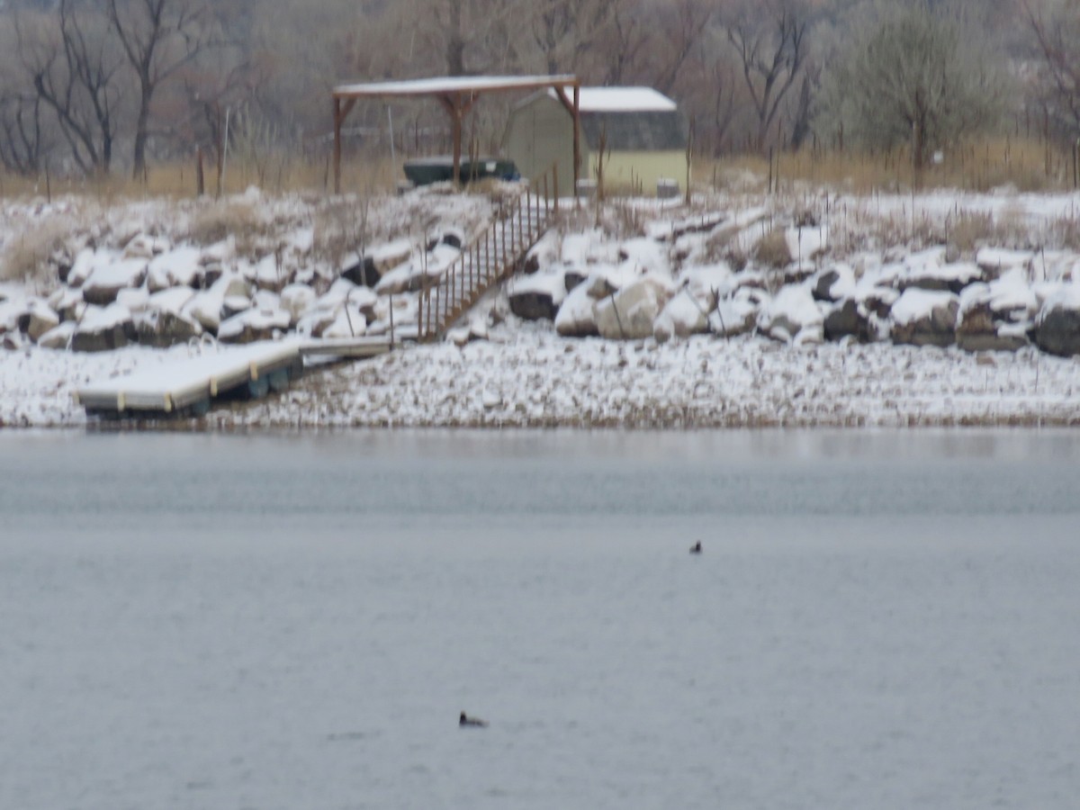 White-winged Scoter - ML21439101