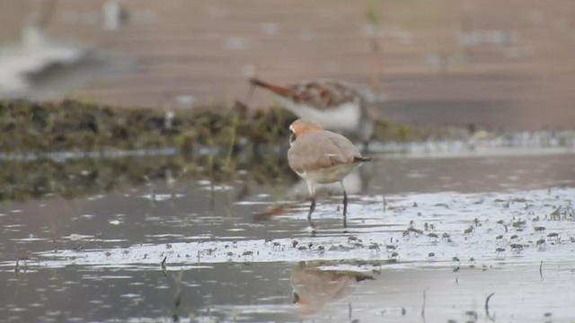 Kentish Plover - ML214391161