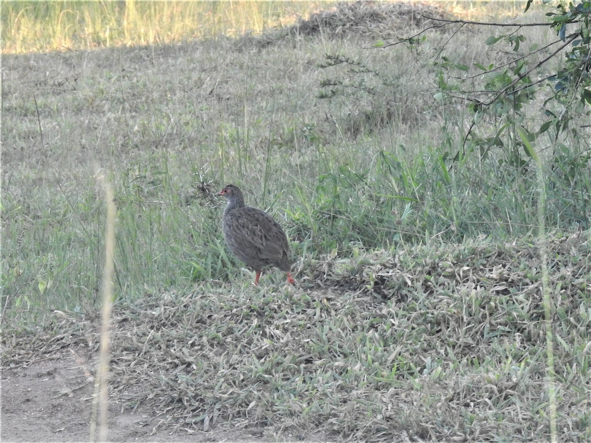 Red-necked Spurfowl - ML214391901