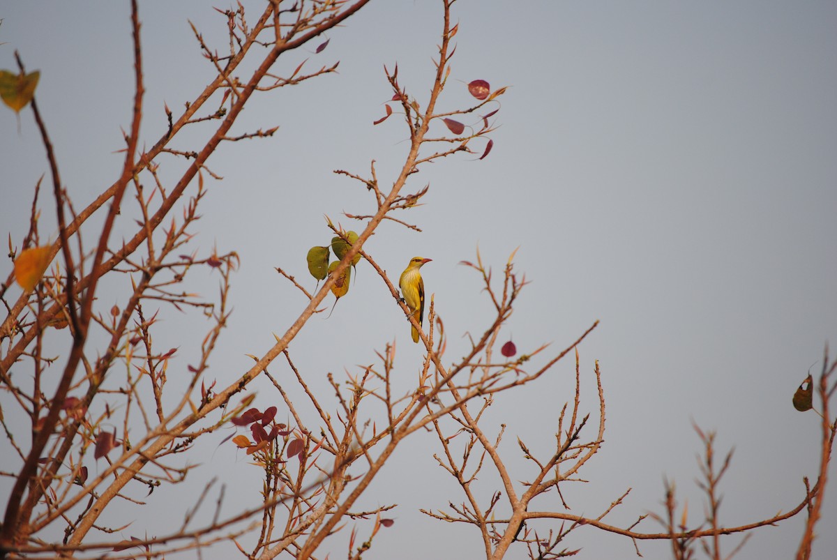 Indian Golden Oriole - ML214392511