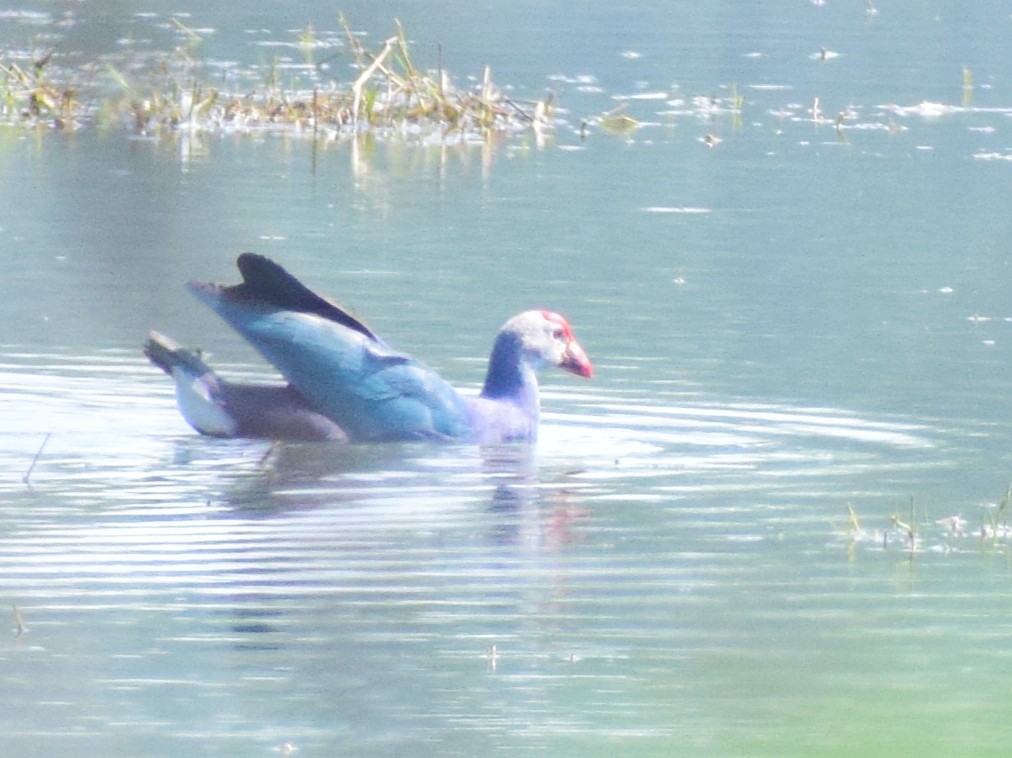 Gray-headed Swamphen - Kushagra Rajendra