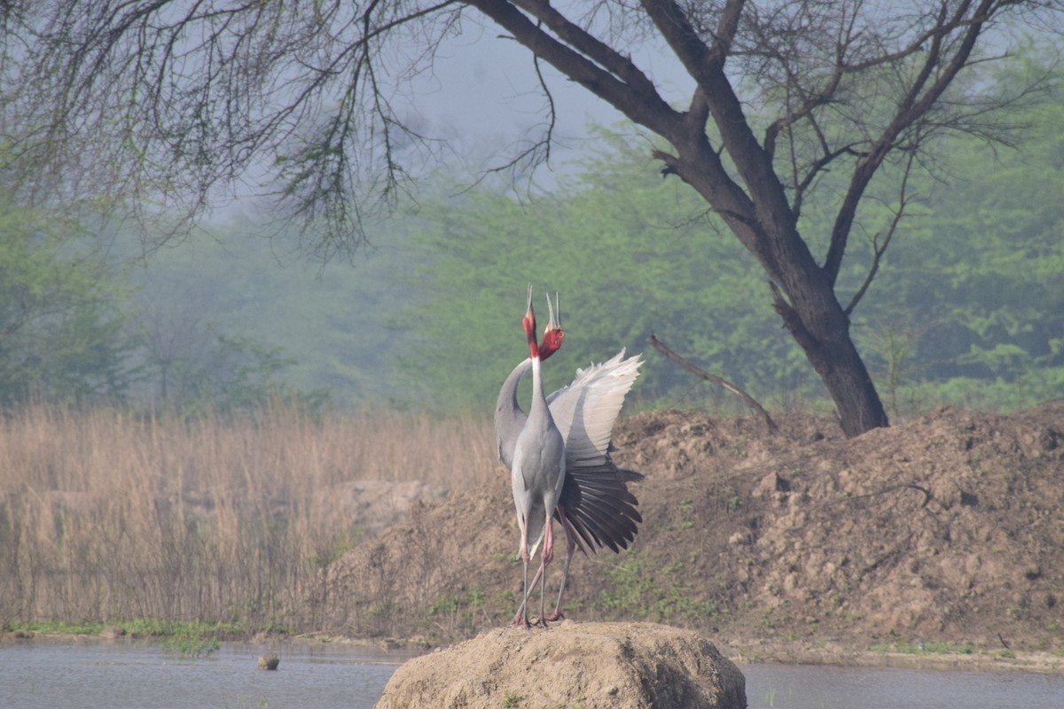 Sarus Crane - Kushagra Rajendra