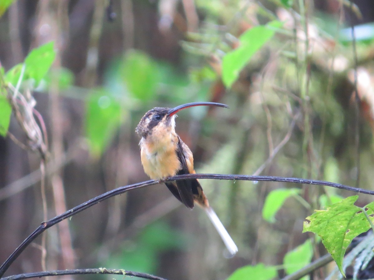 Tawny-bellied Hermit - ML214393971