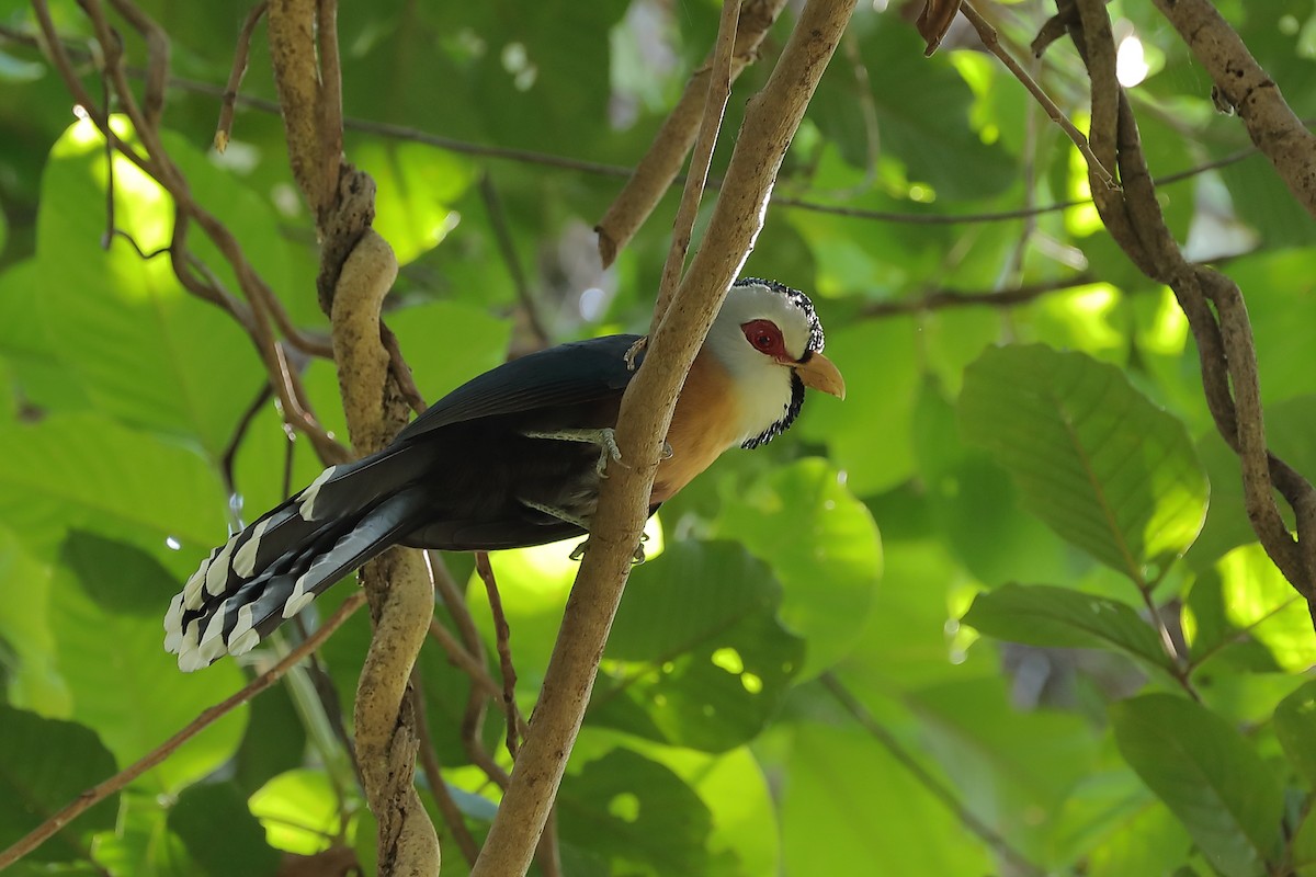 Scale-feathered Malkoha - ML214394291